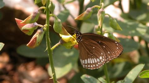 first form of butterfly figgerits|The Beginnings of Butterflies .